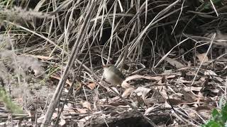 Redbacked Fairywren 11 [upl. by Ehr]