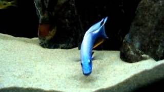 Sciaenochromis fryeri  digging [upl. by Rehpotsihrc]