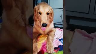 Toy ki jaan le li pashu ne😁😘🥰🫶goldenretriever pashmeena dogshorts doglover [upl. by Canning]