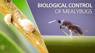 Biological control of mealybugs  Anagyrus vladimiri [upl. by Eirruc]