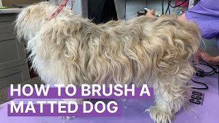 How to Brush Out a Matted Dog [upl. by Umeh]