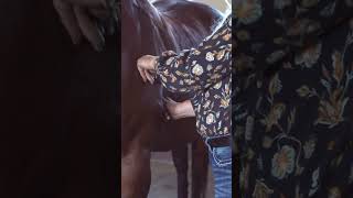 Horse Fascia Release with the Fascia Blaster [upl. by Nahbois369]