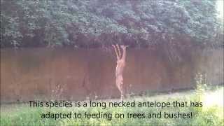 Gerenuk or Wallers Gazelle Litocranius walleri Part 1 [upl. by Revolc]