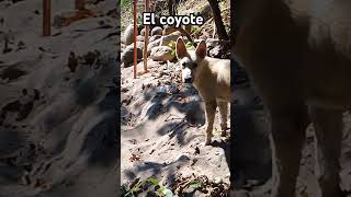 El llamado salvaje coyote dogslife firulais hund cane perros caninos dogslife mexican dog [upl. by Suoicerp990]