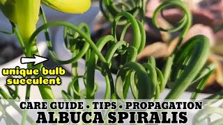 136 ALBUCA SPIRALIS FRIZZLE SIZZLE PLANT SUCCULENT CARE GUIDE  Succulent Care Tips 다육식물 Suculentas [upl. by Fabien]