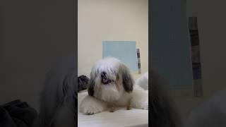 Shihtzu Eats Dental Sticks [upl. by Clarise]