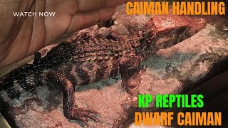 Dwarf caiman Handling Outside reptiles dwarfcaiman [upl. by Mikey]