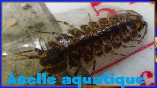 Asellus aquaticus  Linnaeus 1758  Asellidae  Aselles  01042017 [upl. by Aw489]