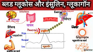 ब्लड ग्लूकोज और इन्सुलिन insulin and glucagone in hindi khoon me sakkar ka niyantran [upl. by Indyc]