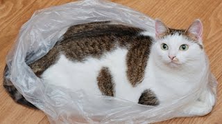 Here Are 7 Reasons Why Cats Like Licking Plastics [upl. by Ingrim]