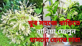 How To Propagat Night Queen Jasmine Plant  Jasmin Plant care  Best Scented Flower Plant [upl. by Ahsikal]