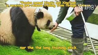 Help to Release Giant Panda bear Qi Yuan Qi Guo and Yuan Man from Wild Training [upl. by Ynneh]