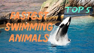 Top 5 Fastest Swimming Animals [upl. by Elleyoj]