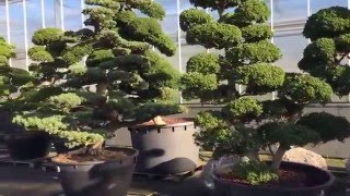 Hagebonsai Niwaki [upl. by Repsihw]