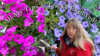 Transform Your Garden  How to Sow Petunia Seeds for Beginners [upl. by Dobbins237]