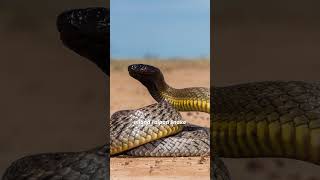 12 Most Venomous Animals in the World 🐍 What is The Most Venomous Animal [upl. by Enneyehc]