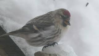 Common Redpoll Acanthis flammea  Majavatnet Grane Nordland Norway 2024 [upl. by Einaeg896]