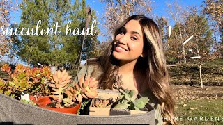 SUCCULENT UNBOXING HAUL🌿 [upl. by Ananna]