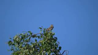 Dziwonia  Common rosefinch  Erythrina erythrina [upl. by Menon178]