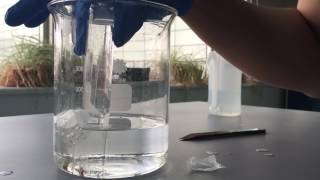 Magnesium and Hydrochloric Acid Lab [upl. by Bradlee]