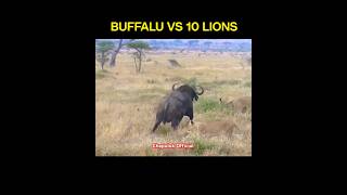 Buffalo VS 10 10 Lions  Power of Bullafo 😱😱😱😱😱 funny [upl. by Xylon477]