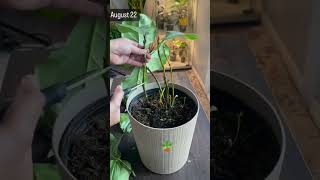 Fiddle plant care 🪴fiddle plantcare shortsfeed youtube pruning gardening plants plantlover [upl. by Suqram]