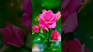 flowers ❤️rose❤️ youtubeshorts❤️ music🎵 shortsfeed ❤️ viral [upl. by Paquito]