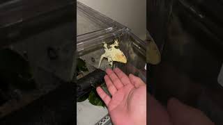 Does your crested gecko do this crestedgecko pets reptiles foryou fyp [upl. by Eelsnia]