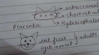 Toxoplasma gondii mnemonic [upl. by Crowe]