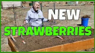 Strawberry Planting 101 How to Plant Bare Root Plants [upl. by Bentlee]