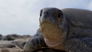 Why Female Turtles are Taking Over Raine Island  Planet Earth III Behind The Scenes  BBC Earth [upl. by Yellek]