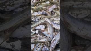 20 Million Fish  Barar Killing Fish villagerasoikitchen [upl. by Yffat594]