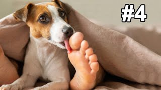 19 Things That Make Dogs Happy According To Science [upl. by Kali]