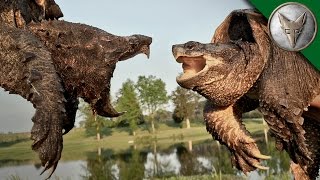 Alligator Snapping Turtle vs Common Snapping Turtle [upl. by Glenna]