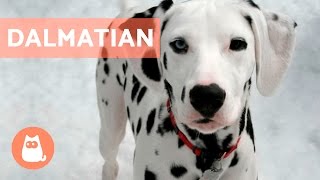 All About the DALMATIAN  Traits and Training [upl. by Cykana]