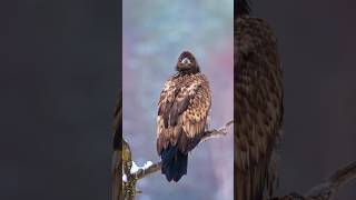 Whitetailed Eagle [upl. by Annabelle]