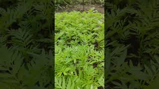 Banthi naru ready for planting homegrownflowers gardening nature harvesting please subscribe [upl. by Akinehs]