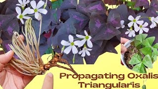 How to Propagate Oxalis TriangularisButterfly PlantLoam Soil vs Soilless medium bulb propagation [upl. by Egiedan]