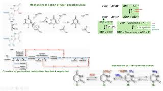 CTP sintetasa orotato descarboxilasa bioquímica biochemistry [upl. by Kendrah178]