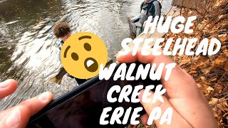 HUGE Walnut creek Steelhead Lake Erie Steelhead run 2020 [upl. by Destinee411]