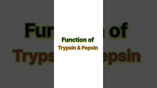 Function of trypsin amp pepsin ✨ neet neet2025 biology aiims [upl. by Noyrb]