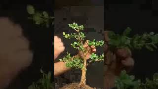 Trash to Treasure Roadside Boxwood Bonsai Styling [upl. by Nola]