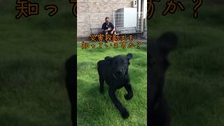 【災害救助犬の育成費を集めるクラウドファンディングに挑戦中！！】 日本レスキュー協会 災害救助犬 太陽 7歳 誕生日 [upl. by Madlin]