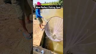 Wow perfect fishing spot fishinglife fishtank fisherman fishvideo river aquarium catfish [upl. by Aicelet22]