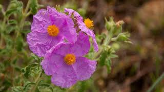 How to Grow Rock Rose [upl. by Nivak]