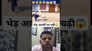 भेड़ आदमी पर चढ़ी। Sheep jumps over man।😱animal seep reaction collab viral shorts madness [upl. by Yerhpmuh537]