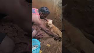 Rescue Dog amp puppies at JeshapetsNagercoilKanyakumari distTamilnadu📱9524136710🐶 [upl. by Agnot]