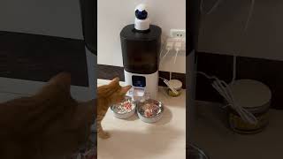 Automatic cat feeder for 2 cats [upl. by Boffa]