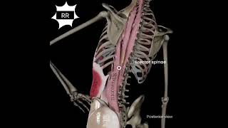 Correct your common mistakes of side bending shorts video anatomy like [upl. by Mathew]