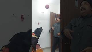 Is she trying to grab the ball 😭😂 dogs funnyanimals trending ytviral ytshorts shorts [upl. by Linnell]